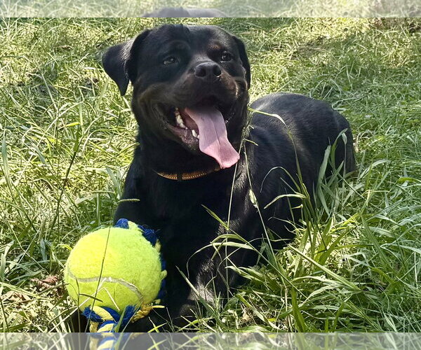Medium Photo #4 Rottweiler Puppy For Sale in Mooresville, NC, USA