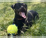 Small Photo #4 Rottweiler Puppy For Sale in Mooresville, NC, USA