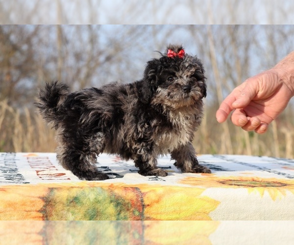 Medium Photo #13 ShihPoo Puppy For Sale in DYERSBURG, TN, USA