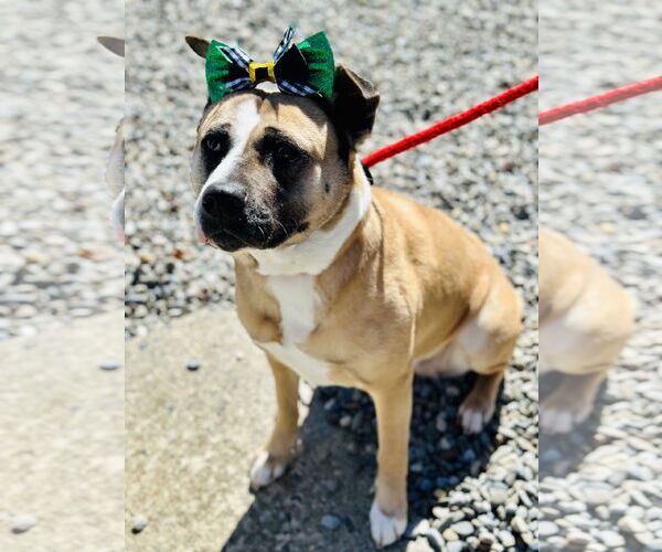 Medium Photo #3 Akita-Unknown Mix Puppy For Sale in Jackson , NJ, USA