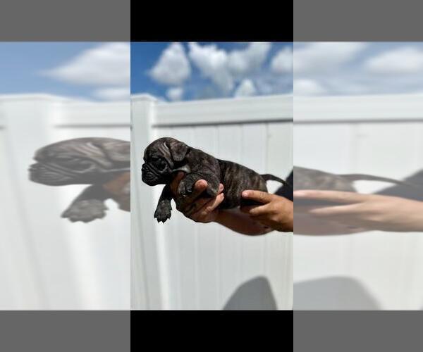 Medium Photo #1 American Bully Puppy For Sale in CAPE CORAL, FL, USA