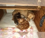 Small Photo #10 Dachshund Puppy For Sale in LAKEBAY, WA, USA