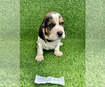 Small #4 Basset Hound