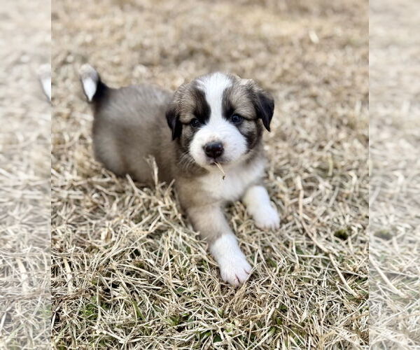 Medium Photo #1 German Shepherd Dog-Unknown Mix Puppy For Sale in The Woodlands, TX, USA