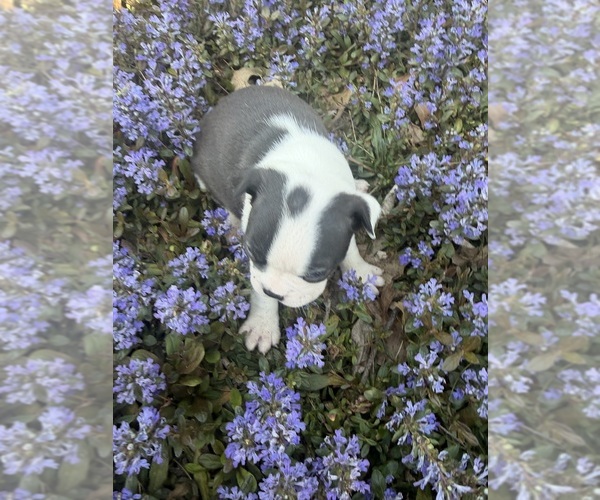 Medium Photo #4 Boston Terrier Puppy For Sale in FREDONIA, KS, USA