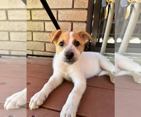 Medium Photo #2 Mutt Puppy For Sale in Sandy, UT, USA