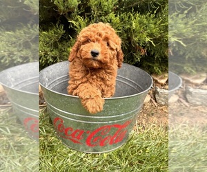 Goldendoodle (Miniature) Puppy for Sale in MIDDLEBURY, Indiana USA