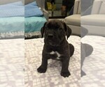 Puppy 1 Cane Corso