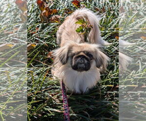 Pekingese Dogs for adoption in Greensboro, NC, USA