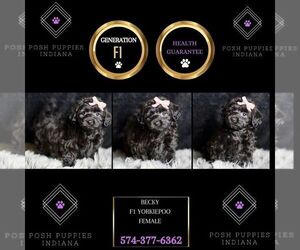 YorkiePoo Puppy for sale in WARSAW, IN, USA