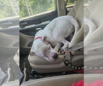 Small #1 American Pit Bull Terrier Mix