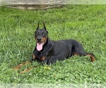 Small Photo #12 Doberman Pinscher Puppy For Sale in NEWTON, NC, USA