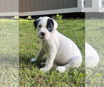 Small American Bulldog Mix