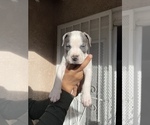 Puppy 9 American Staffordshire Terrier-Cane Corso Mix