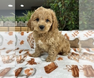 Cock-A-Poo Puppy for sale in GREENFIELD, IN, USA
