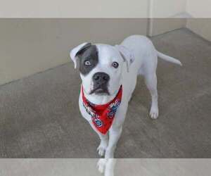 American Pit Bull Terrier-Unknown Mix Dogs for adoption in McKinney, TX, USA