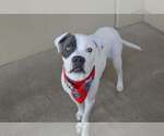 Small American Pit Bull Terrier Mix