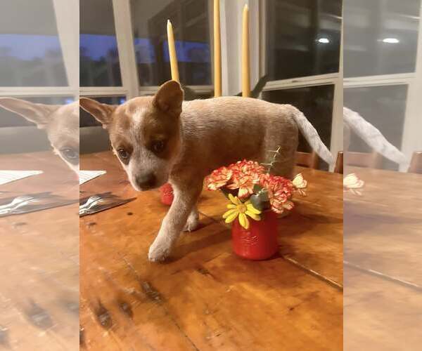 Medium Photo #2 Mutt Puppy For Sale in Paso Robles, CA, USA