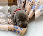 Small #1 Labrador Retriever