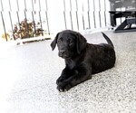 Small #8 Labrador Retriever