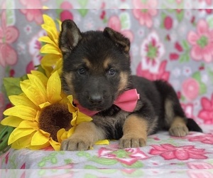 German Shepherd Dog Puppy for sale in LANCASTER, PA, USA