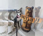 Small #2 Siberian Husky Mix