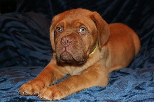 Medium Photo #1 Dogue de Bordeaux Puppy For Sale in ROCKWALL, TX, USA