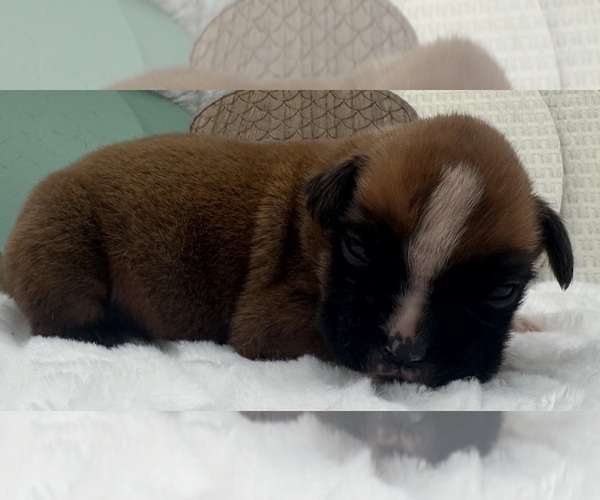 Medium Photo #3 Boxer Puppy For Sale in PAWNEE CITY, NE, USA
