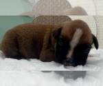 Small #2 Boxer