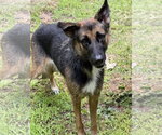 Small #4 German Shepherd Dog