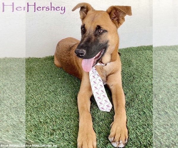 Medium Photo #4 Mutt Puppy For Sale in San Diego, CA, USA