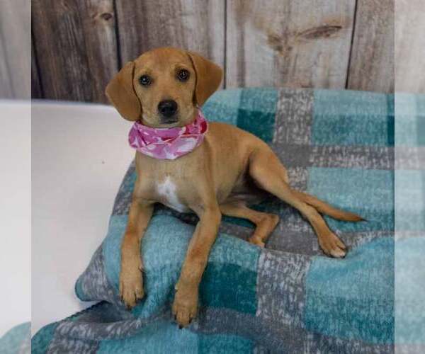 Medium Photo #5 Beagle-Retriever  Mix Puppy For Sale in Kennesaw, GA, USA