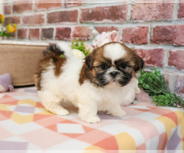 Medium Photo #7 Shih Tzu Puppy For Sale in SYRACUSE, IN, USA