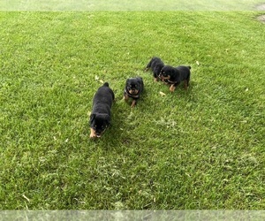 Rottweiler Litter for sale in MIDDLEBURY, IN, USA