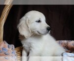 Puppy Ferrari English Cream Golden Retriever