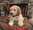 Small Photo #14 Goldendoodle Puppy For Sale in EAST ELLIJAY, GA, USA