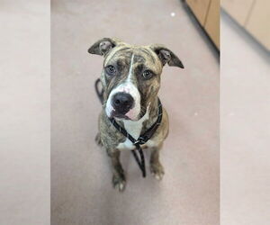 American Pit Bull Terrier Dogs for adoption in Ogden, UT, USA