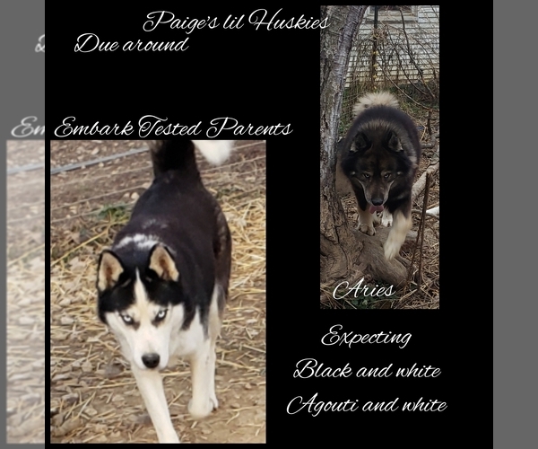 Medium Photo #5 Siberian Husky Puppy For Sale in BLOOMFIELD, IN, USA