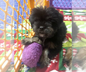 Pekalier Dogs for adoption in Valrico, FL, USA