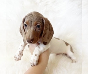 Dachshund Puppy for sale in DAVIS, CA, USA