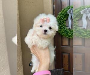 Maltese Puppy for sale in WEST PALM BEACH, FL, USA