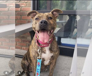 Ember  (Mama 2026) - Female Mutt Dog for Adoption - Photo #29