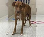 Small Labrador Retriever Mix