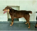 Small #5 Mutt