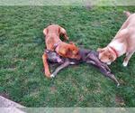 Small #2 Australian Kelpie Mix