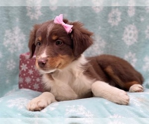Australian Shepherd Puppy for sale in LAKELAND, FL, USA