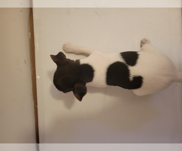 Medium Photo #8 Rat Terrier Puppy For Sale in COLUMBIA, SC, USA