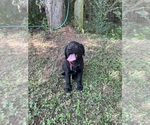Small #5 Lab-Pointer