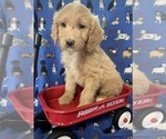Small Photo #23 English Cream Golden Retriever-Poodle (Standard) Mix Puppy For Sale in DEARBORN, MO, USA