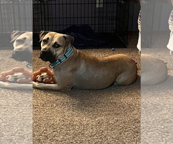 Medium Photo #1 American Pit Bull Terrier-Unknown Mix Puppy For Sale in Polson, MT, USA